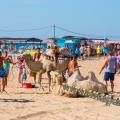 Пляж Витязево аттракцион катание на верблюде